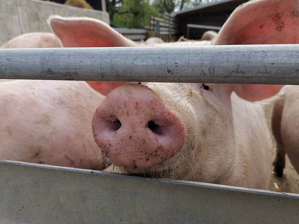 Schweine